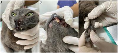 Case report: Complete clinical remission of feline progressive histiocytosis after multimodal treatment including electrochemotherapy